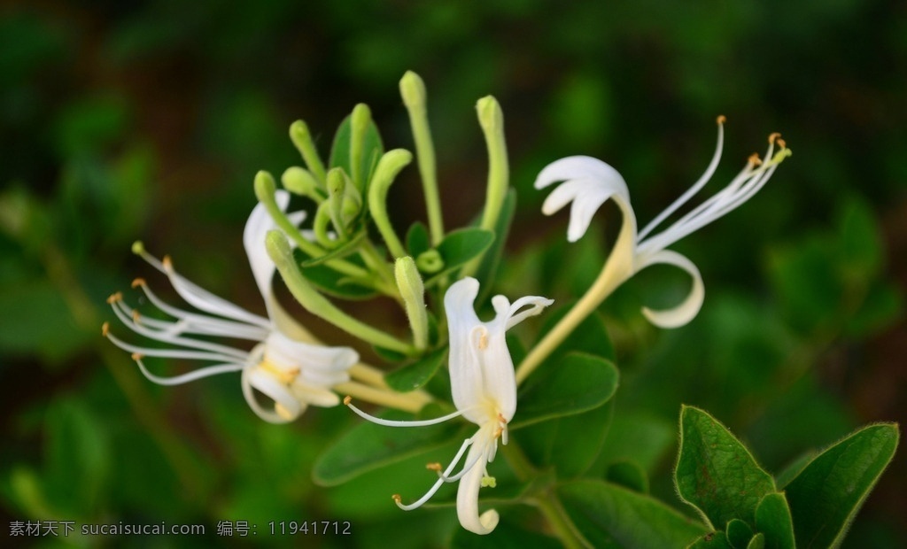 唯美 花 植物 自然 金银花 生物世界 花草