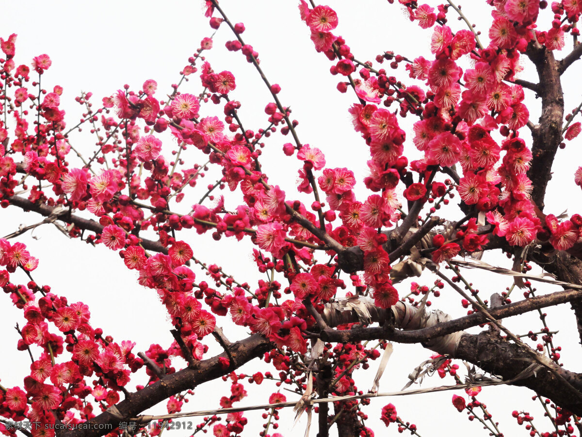 梅花 粉红花 花蕾 针状花 芯 枝干 花草 生物世界