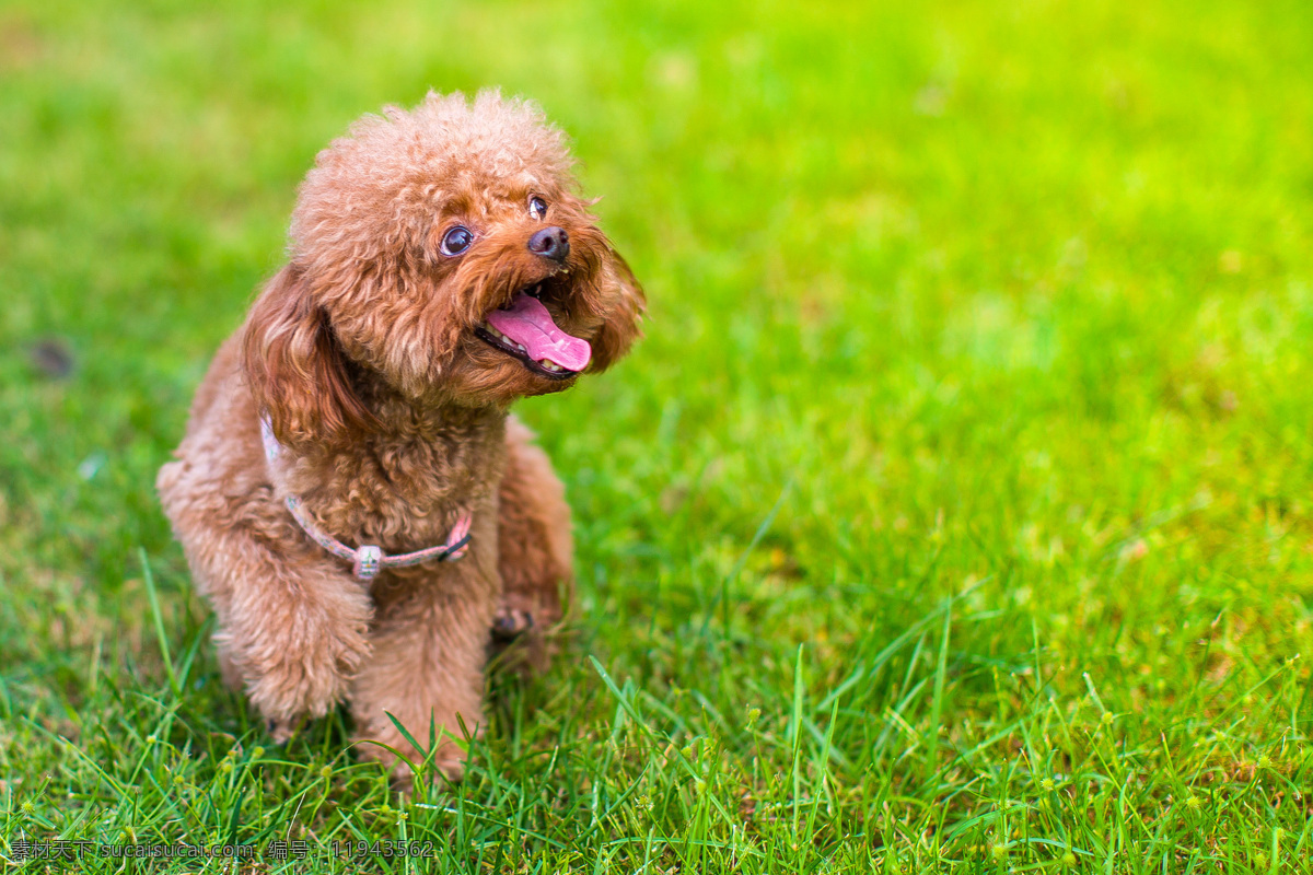 贵宾犬 狗 小狗 宠物 可爱 活跃 乖巧 调皮 草坪 撒欢 生物世界 家禽家畜