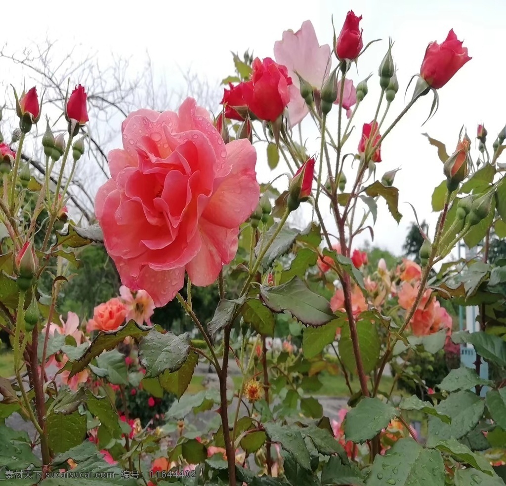 玫瑰花 玫瑰 红玫瑰 带刺玫瑰 花骨朵 自然景观 自然风景