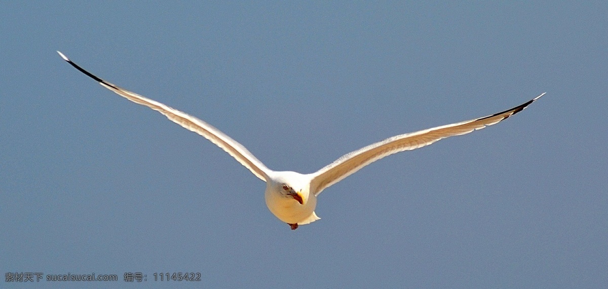 飞翔免费下载 白色 翅膀 飞翔 海鸟 蓝色 鸟类 生物世界 正面 天空 psd源文件