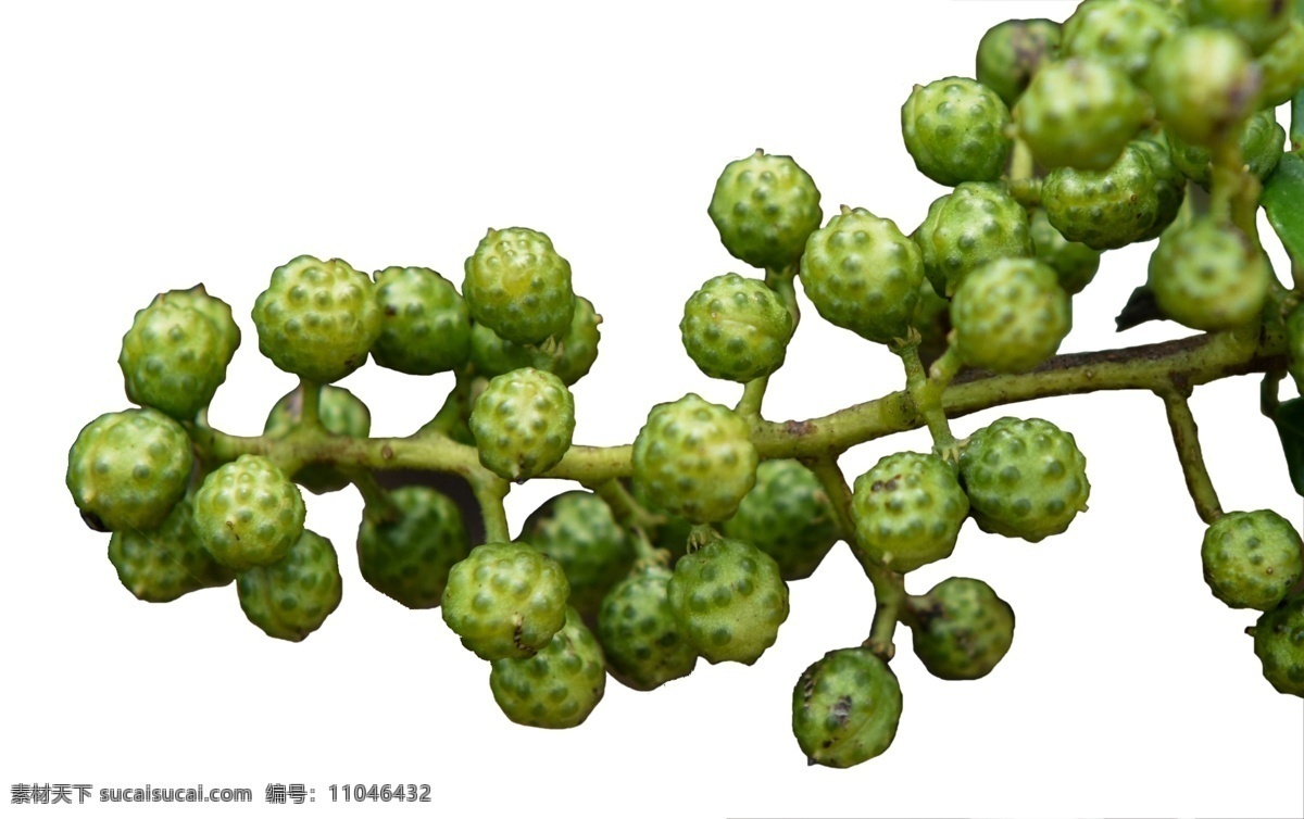 花椒丰收 花椒图片 花椒摄影 花椒果实 花椒粒 花椒素材 花椒调料 调味品 调味料 调料 贡椒 辣椒 青花椒 韩城大红袍 颗粒 食品 食材 香料 香辛料 鲜椒 麻椒 麻辣 农产品 农作物 卤料 原料 大料 大椒 大红袍 大红袍花椒 干花椒 秦椒 红椒 红花椒 胡椒 摄影素材 餐饮美食