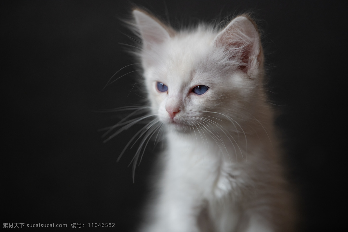 布偶猫宝宝 猫 布偶猫 宠物 萌宠 动物 猫咪 萌猫 宝宝 奶猫 生物世界 其他生物