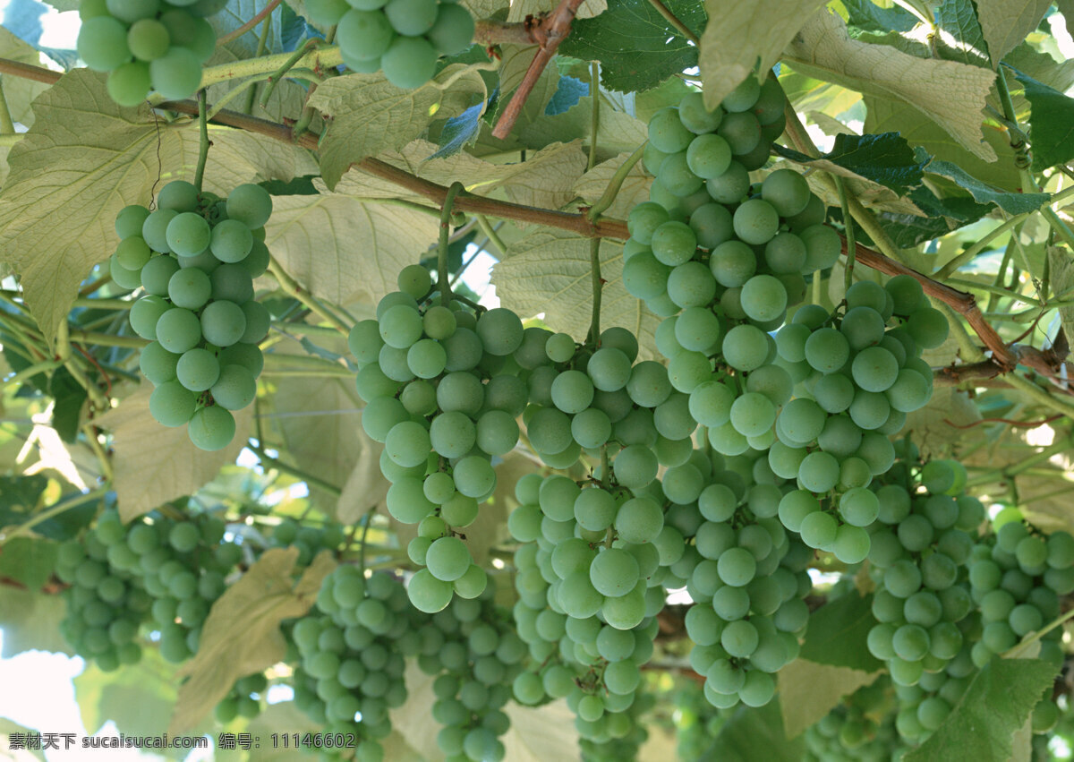 树上 葡萄 葡萄树 青葡萄 水果 生物世界