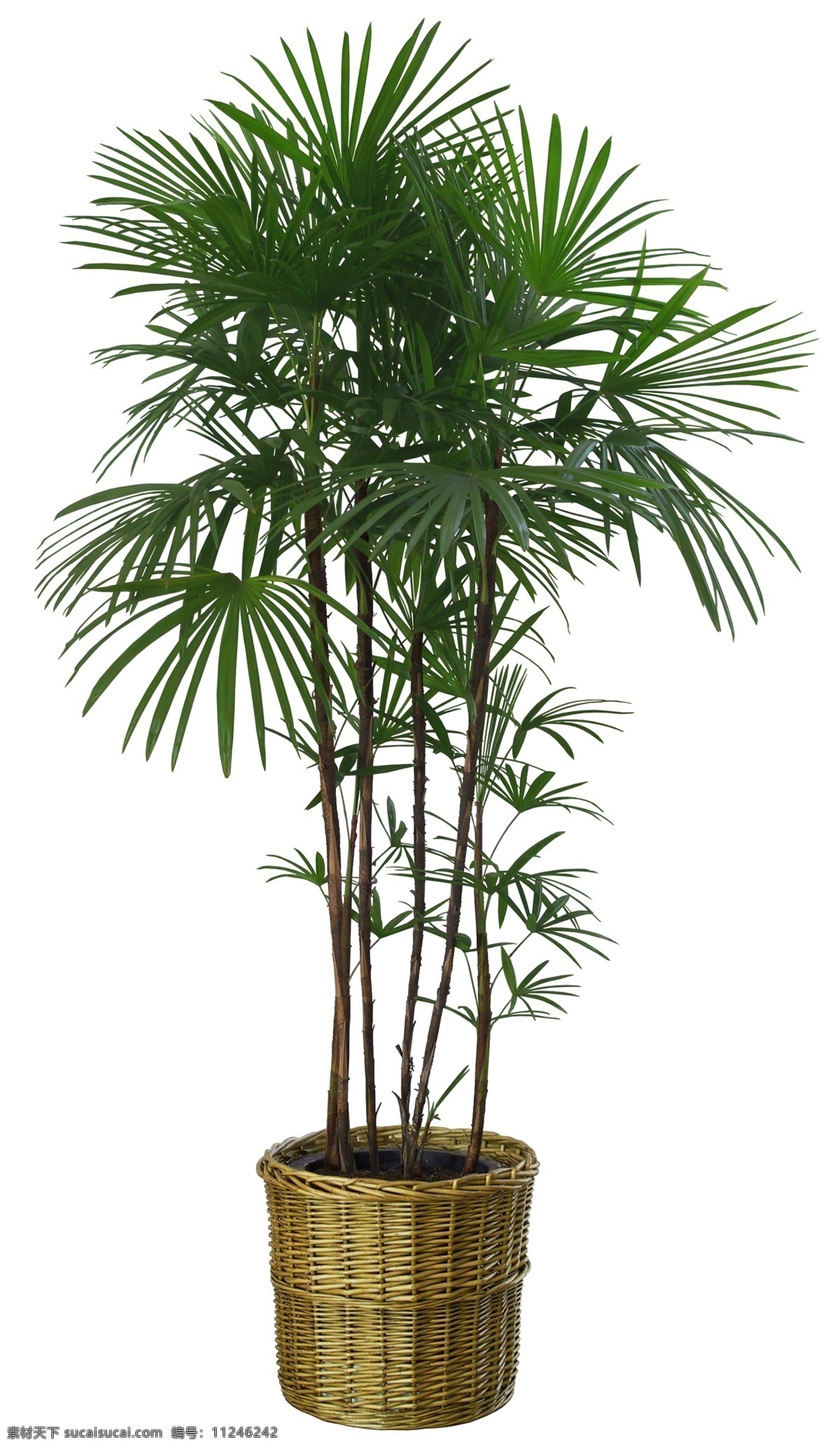植物模型 3d模型 max模型 植物 max 模型 盆景 盆景模型 棕榈树 棕榈模型 室内植物 室内盆景 室外植物 植物贴图 效果图 后期 后期参考 后期素材 景观设计 环境设计 源文件