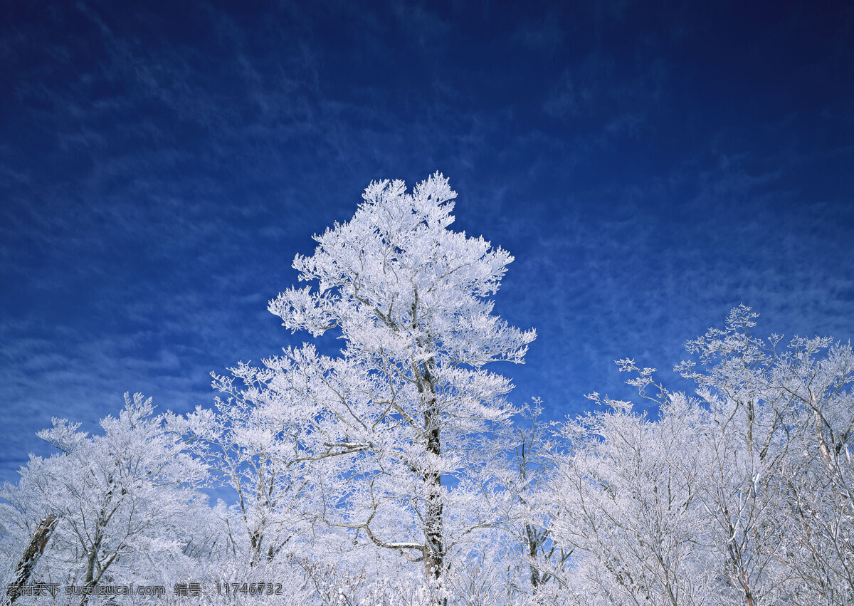 冬天 树林 风景 美丽风景 自然风景 风景摄影 大自然 美景 景色 树木 雪景 花草树木 生物世界 蓝色