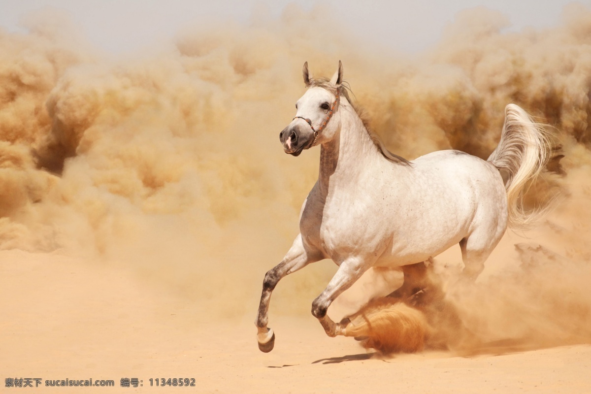 白马奔腾 马 马年 骏马 骏马奔腾 horse 2014 奔腾 马年大吉 沙漠奔马 白马 野生动物 生物世界