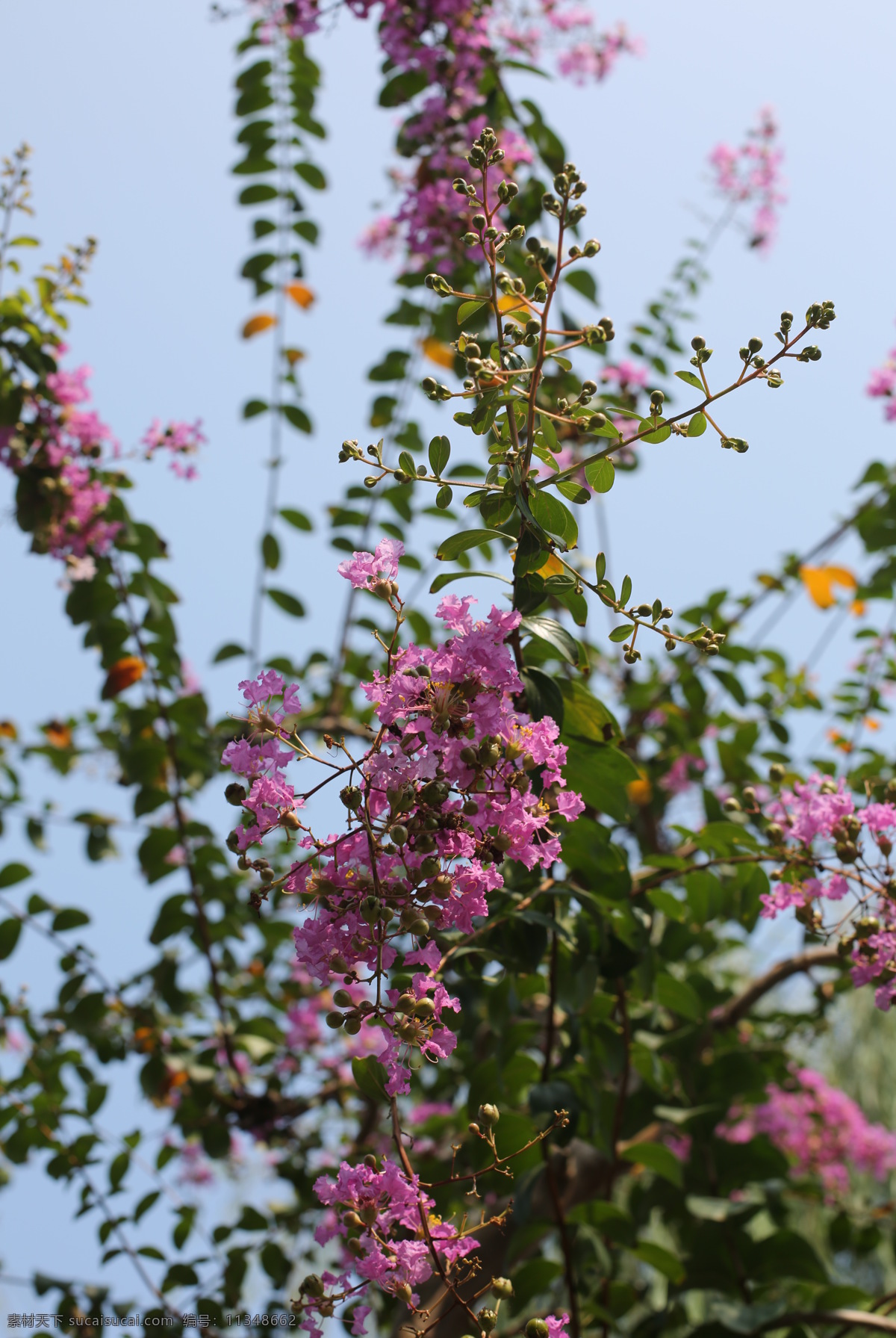 花 紫薇花 夏天 生态 紫薇 生物世界 花草