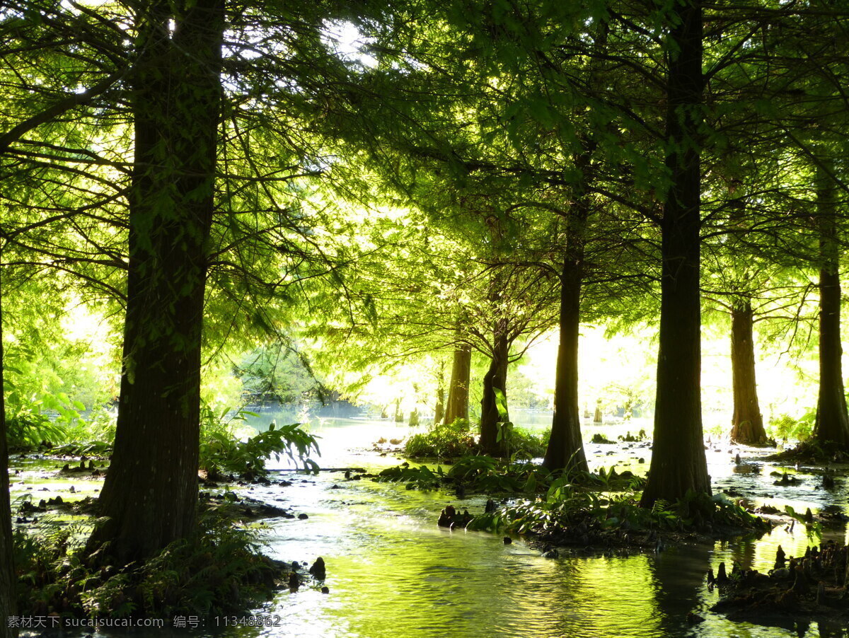 夏天 森林 小河 流水 茂密 清凉 山水风景 自然景观