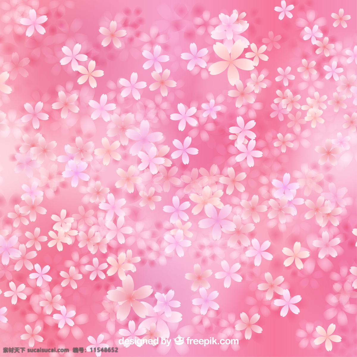 樱花 盛开 粉红色 背景 上 花 自然 春天 花背景 植物 粉红色背景 樱桃 春天背景 自然背景 美丽 季节 粉色