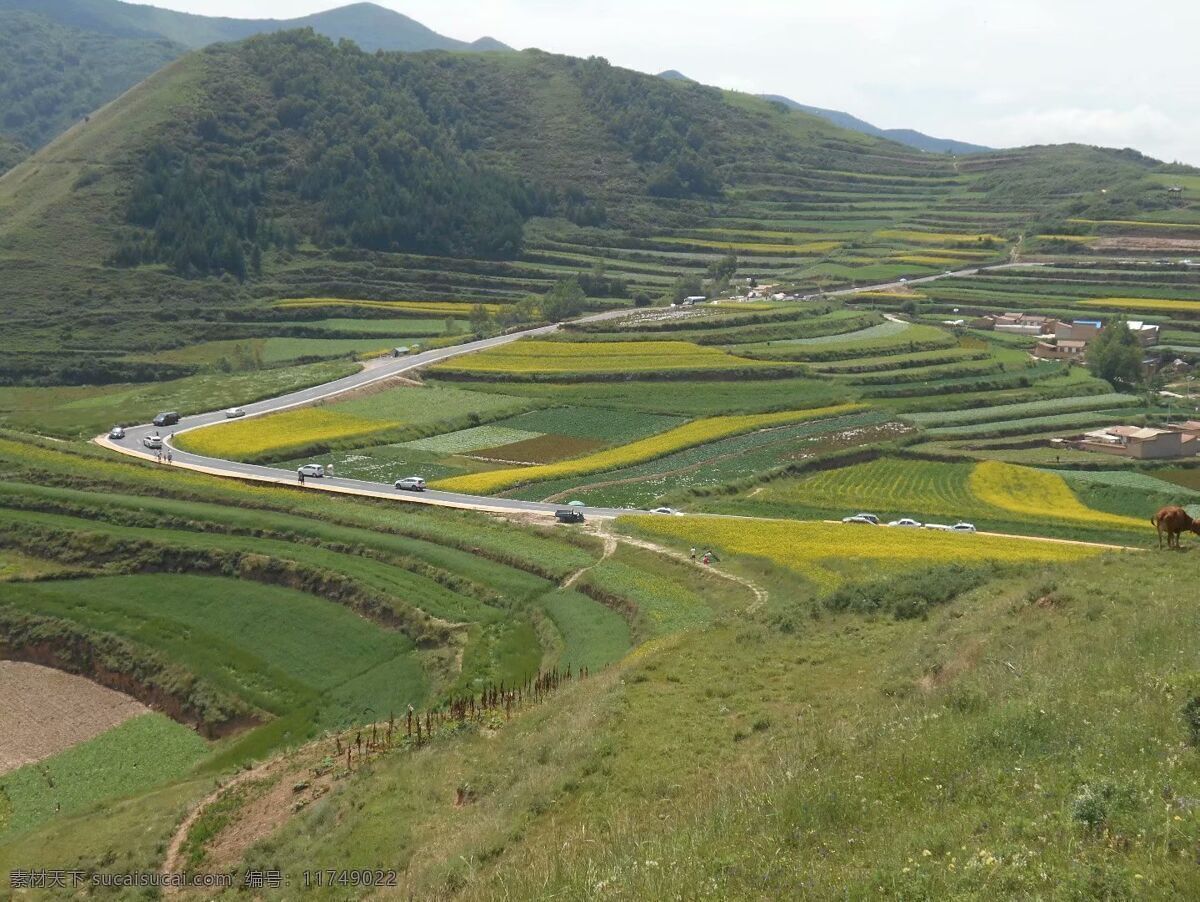 田园风光 自然风光 风光 风景 油菜花 梯田 山间田野 自然景观