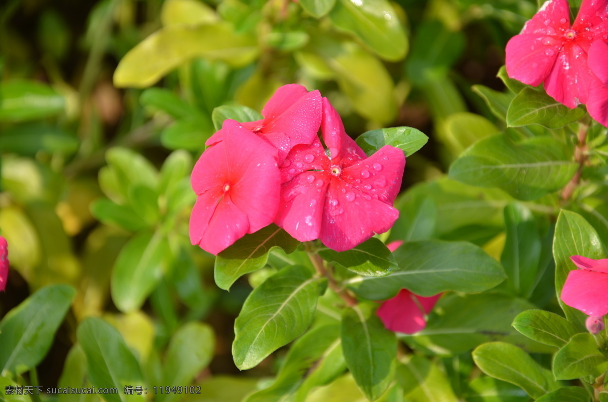 长春花 花卉 日日新 日日春 聚伞形花序 腋生 顶生 红色 花卉系列 花草 生物世界