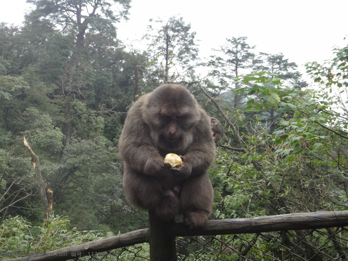 猴子 峨眉 峨眉山 野猴 野生 野味 猴 猕猴 野生动物 生物世界