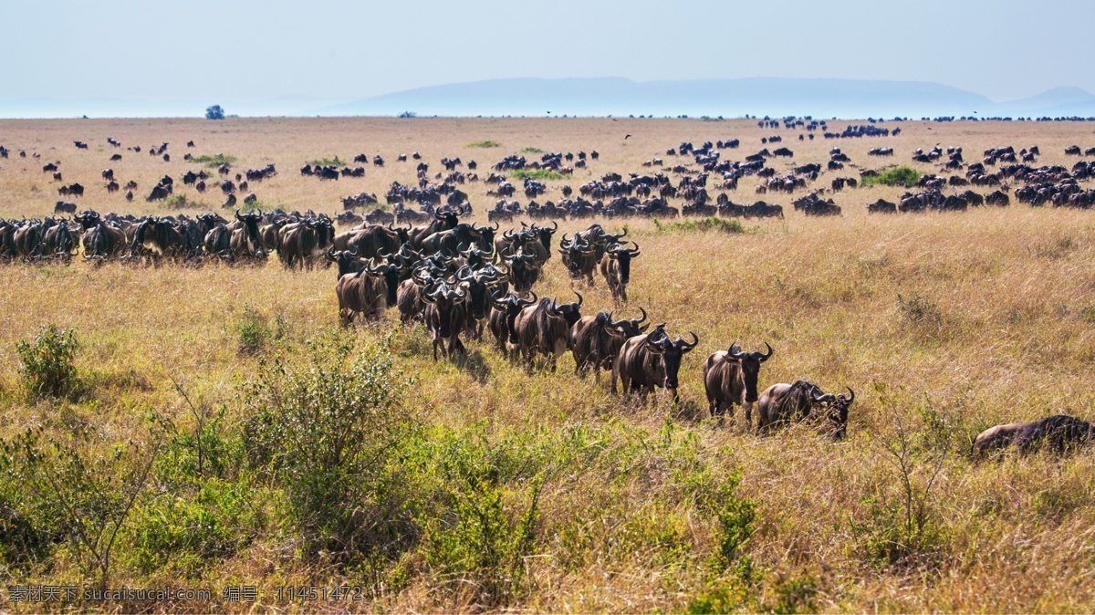 非洲 大 草原 动物 昆虫 生物世界 非洲大草原 动物迁徙 肯尼亚 大草原上 角马 迁徙