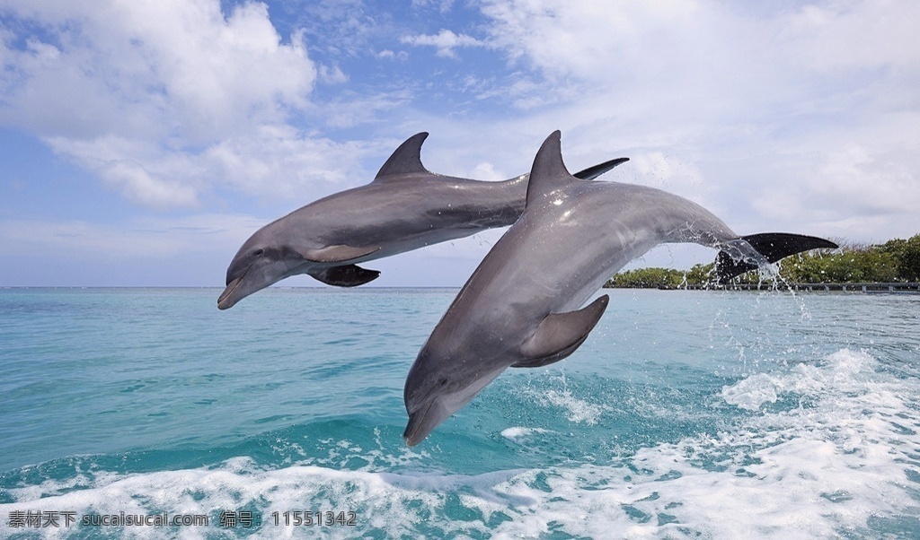 海上海豚 海洋 海浪 飞起的海豚 跳跃的海豚 海洋生物 生物世界