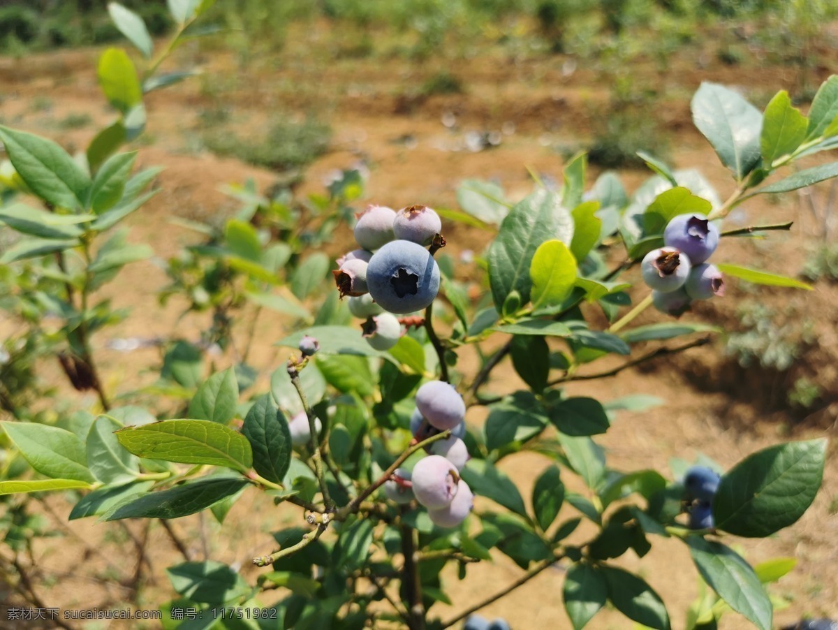 水果 蓝莓果 蓝莓果实 水果图片 新鲜水果 果实 水果素材 水果壁纸 生物世界