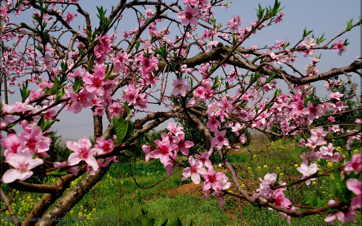 桃花 粉色 桃红 桃园 桃花运 桃色 花草 生物世界