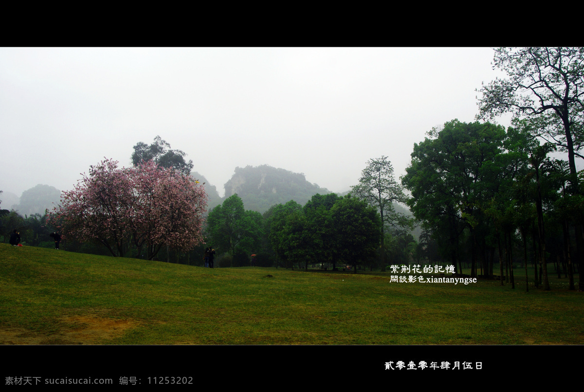 紫荆花 图 原创 风景 生活 旅游餐饮