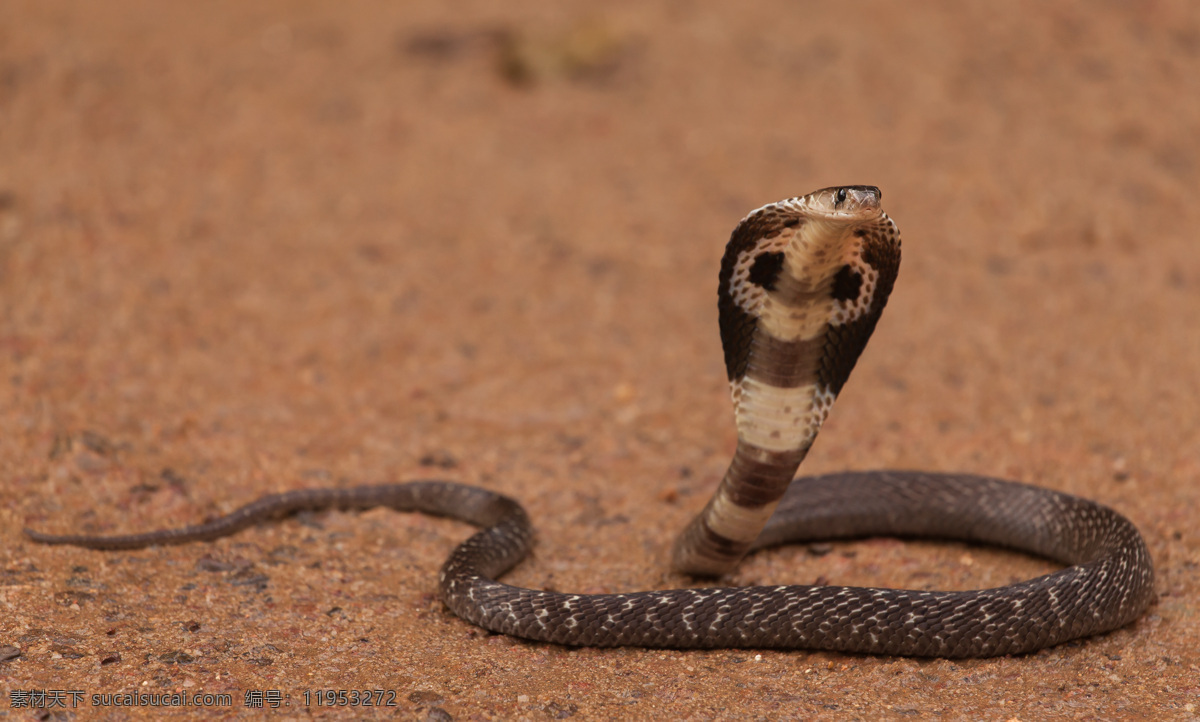 沙地 上 眼镜蛇 毒蛇 动物世界 动物摄影 陆地动物 生物世界 棕色