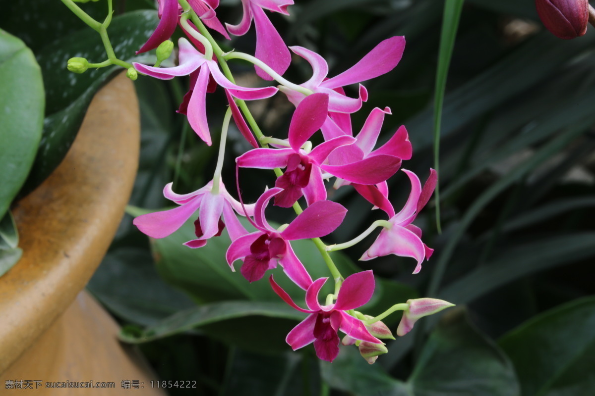 石斛兰 林兰 金钗花 吊兰花 花卉 花朵 花瓣 花心 花儿 绿化景观 植物 蝴蝶兰兰花 生物世界 花草