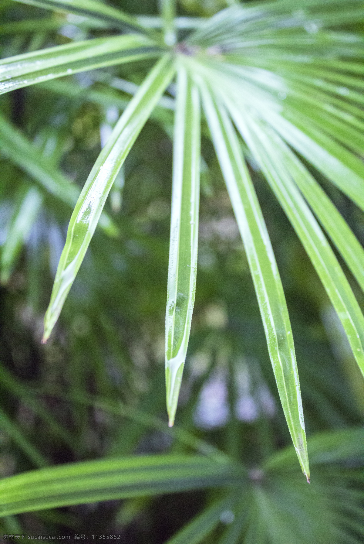 清明节 雨天 商用 清明 雨水 季节 下雨 雨 风景 风光 植物