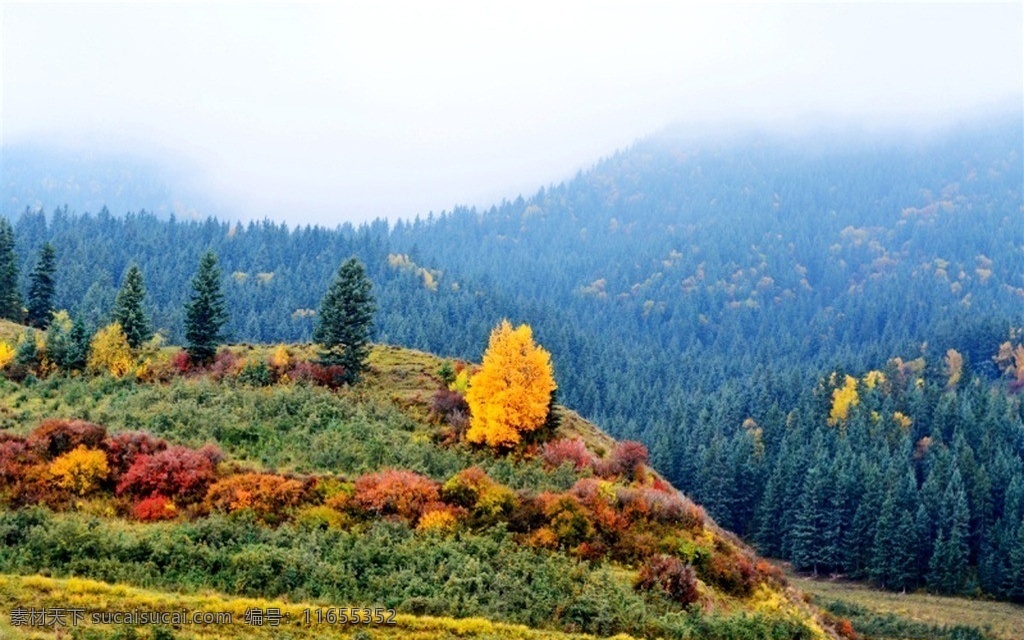 坎 布拉 国家森林公园 森林公园 秋天 红叶 雾气 自然风景 山水风景 自然景观