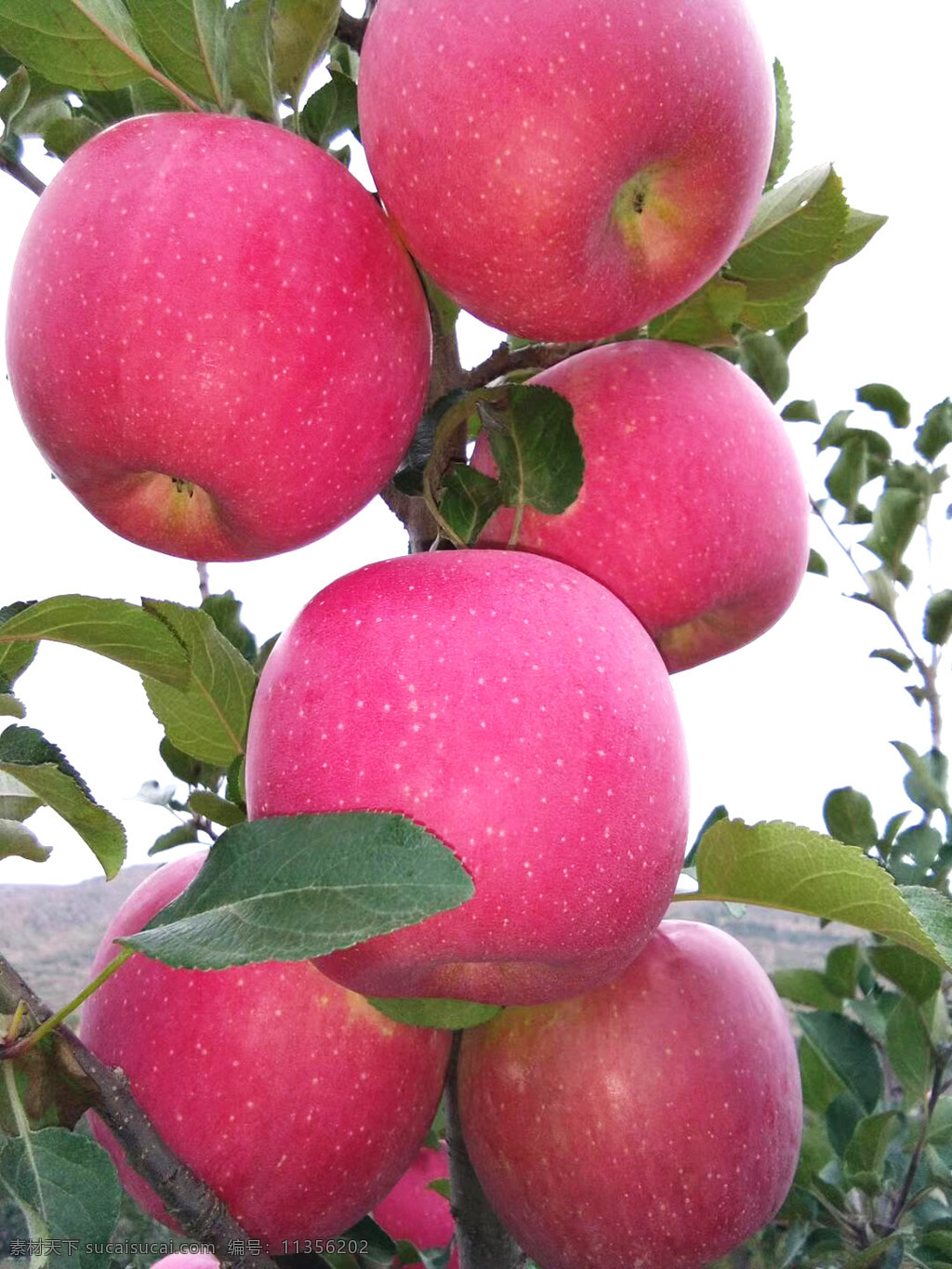 红富士 苹果 富士 冰糖心 果园 红苹果 苹果树 餐饮美食 食物原料