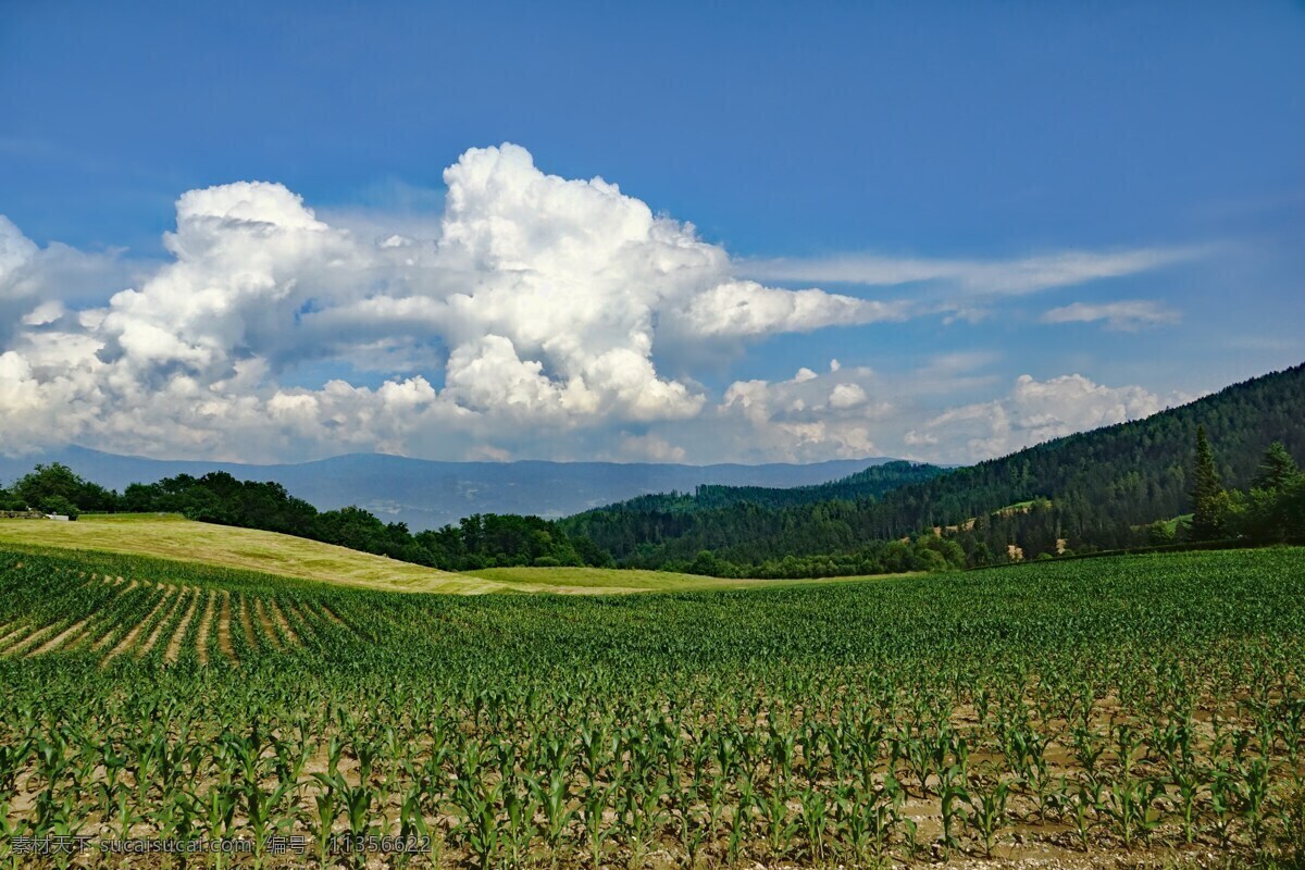 蓝天 白云 下 田地 自然 清新 风景图片 自然景观 自然风景