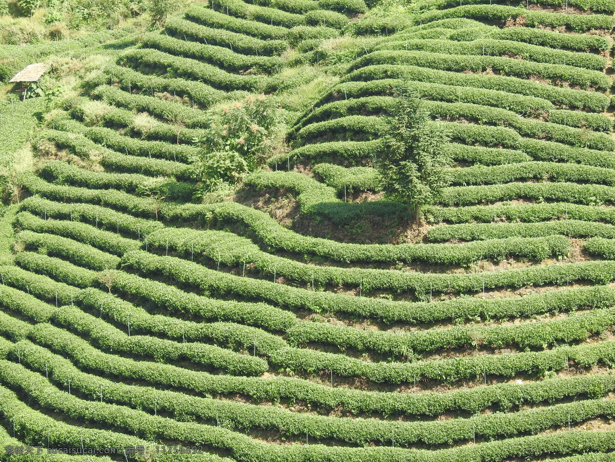 茶地 茶山 雅安茶 茶文化 茶叶种子 自然景观 田园风光