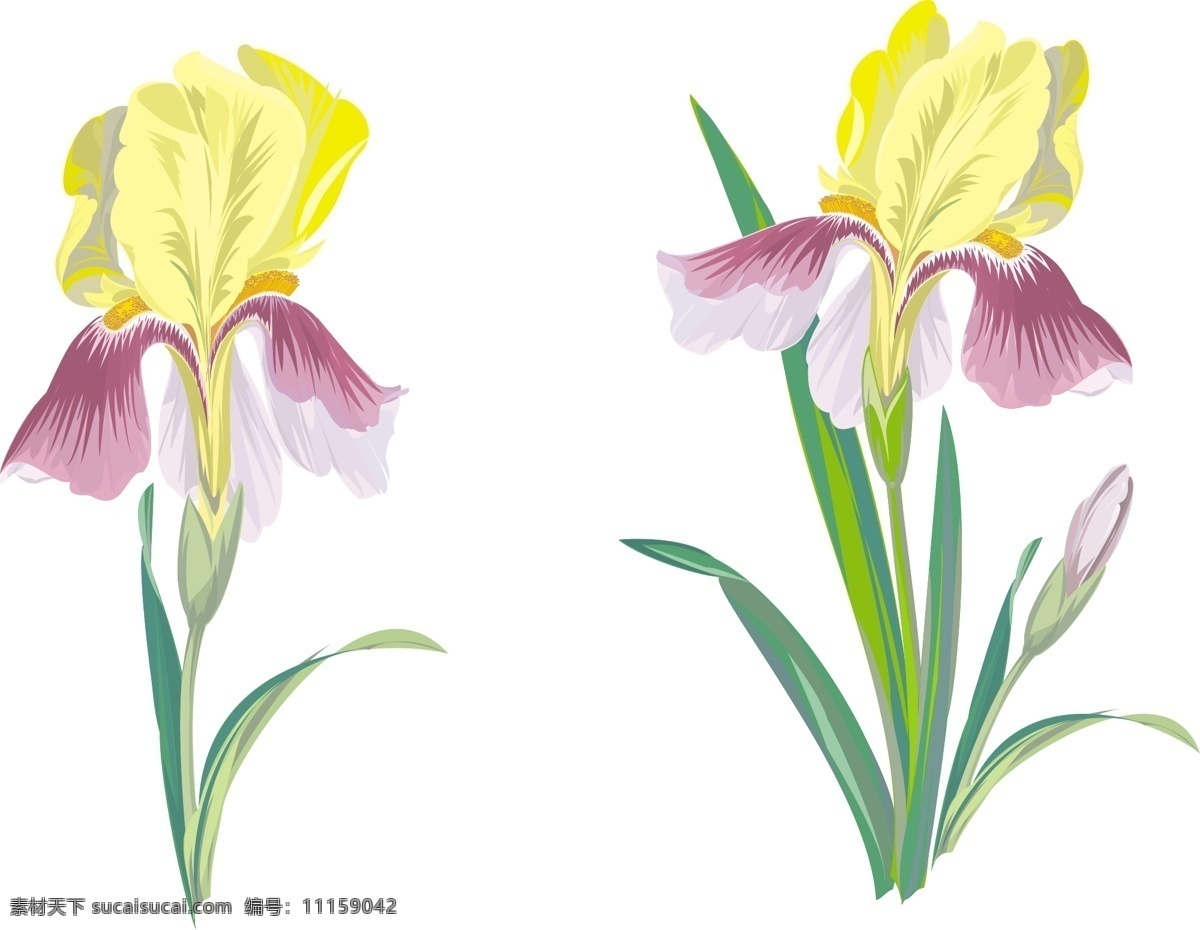 鸢尾花1 鸢尾花 其他载体 白色