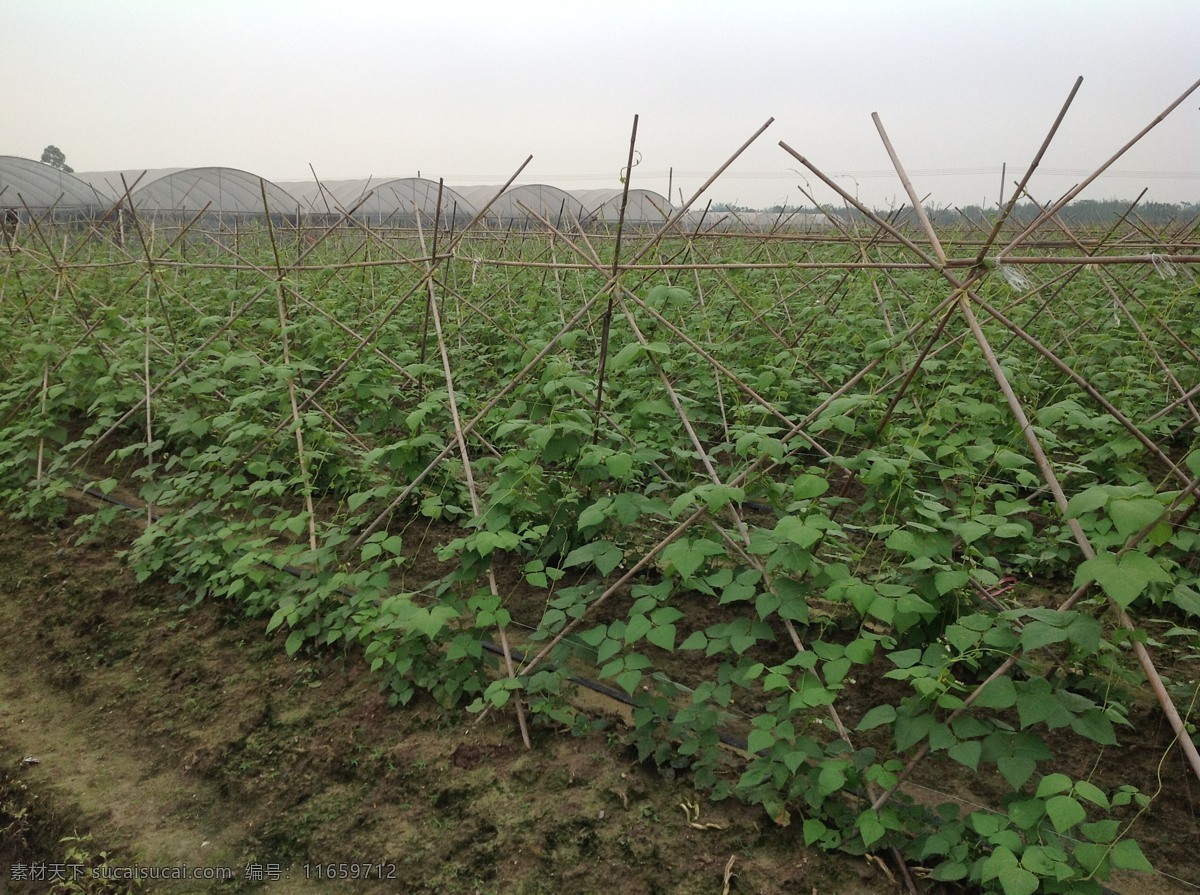 豆角种植 豆角地 豆角树 豆角 长豆角 蔬菜 生物世界