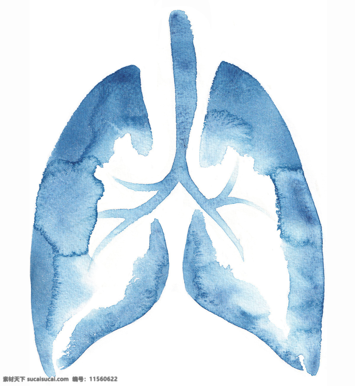 人体肺部结构 人体 肺部结构 肺 矽肺病 呼吸道 生活百科 医疗保健