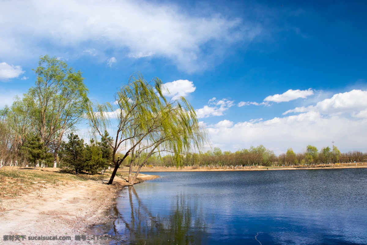 柳树 湖畔 公园 景色 植物 湖水 树木 风光 蓝天 白云