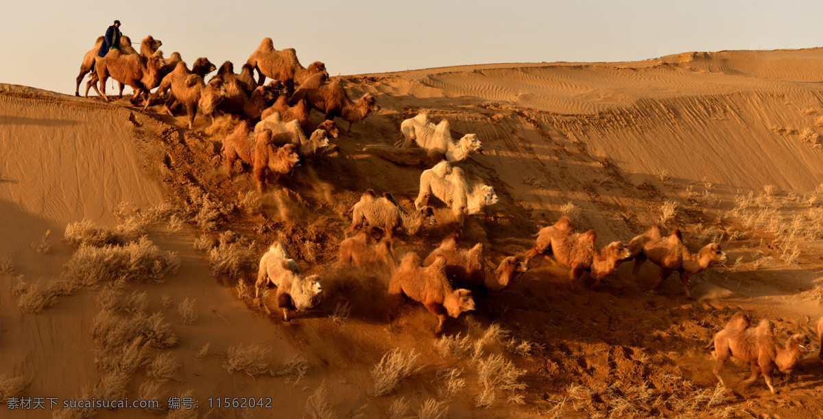 响沙湾 骆驼 大漠 沙漠 驼队 自然景观 自然风景