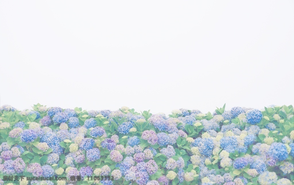 绣球花 夏季 多雨 初夏 壁纸 漂亮壁纸 花卉 植物 粉彩 紫色 天空 iphone 旅行 自然景观 自然风光