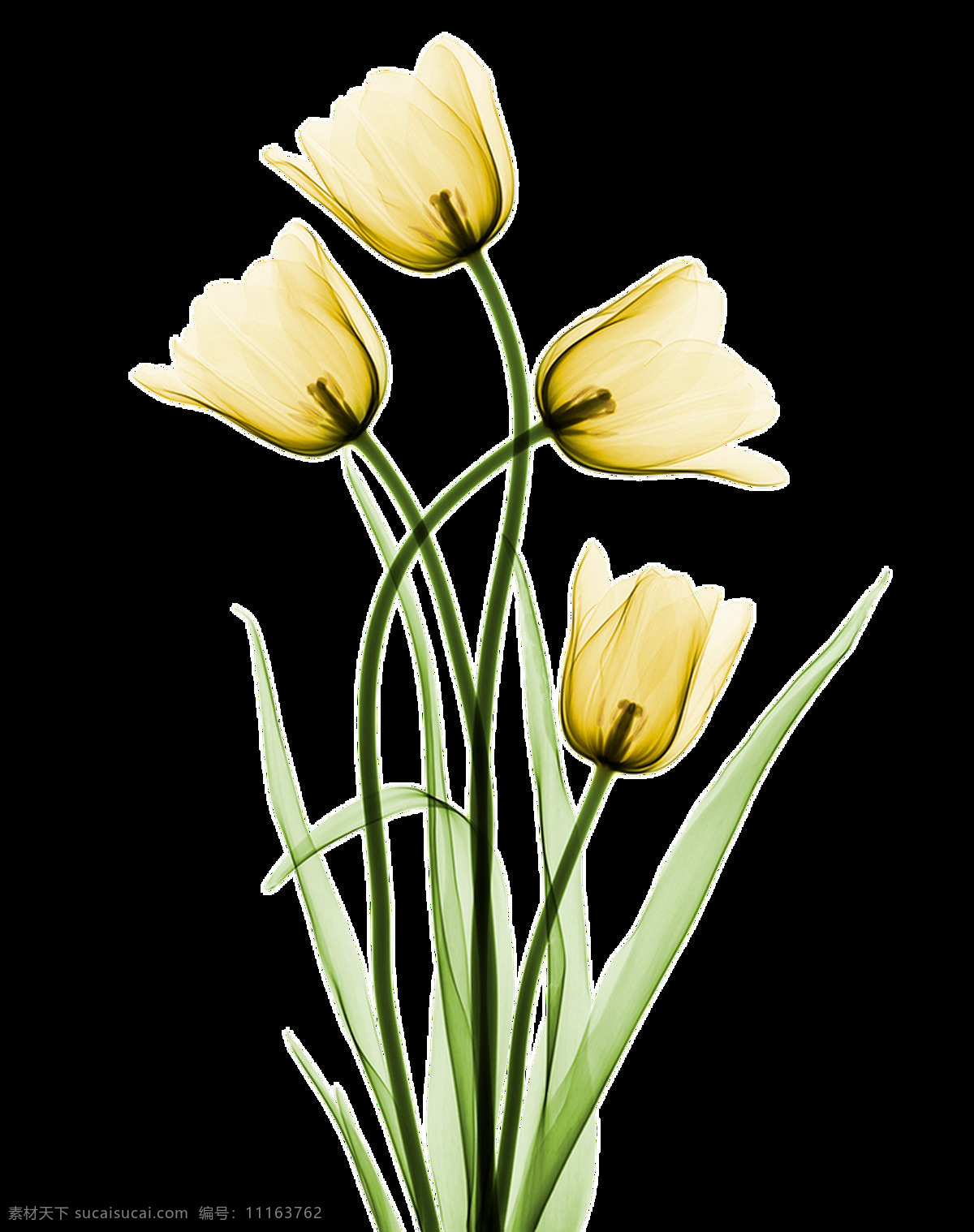 黄色 烂漫 花卉 卡通 透明 海报设计装饰 抠图专用 设计素材 淘宝素材 透明素材 装饰 装饰图案