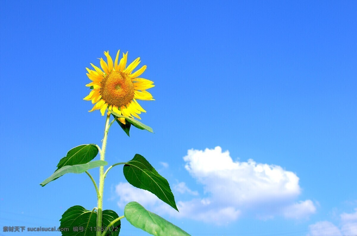 向日葵 葵花 鲜花 花朵 花草 太阳花 植物 农产品 蓝天 白云 花草植物树木 生物世界