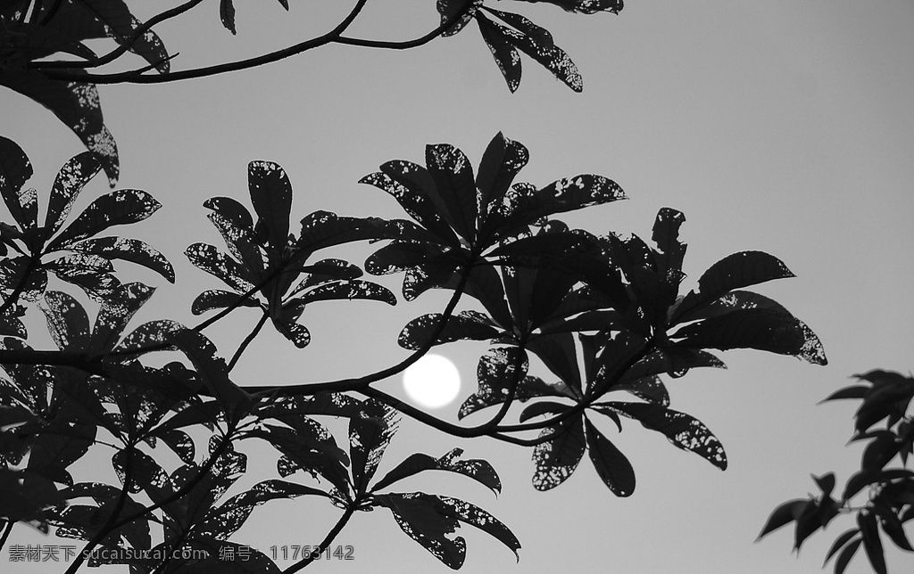 黑白图片 树叶 中秋节 思乡 傍晚 森林
