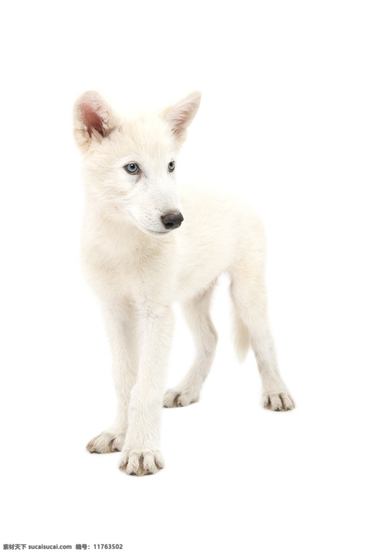 白狼 狼 北极狼 白色 毛发 哺乳动物