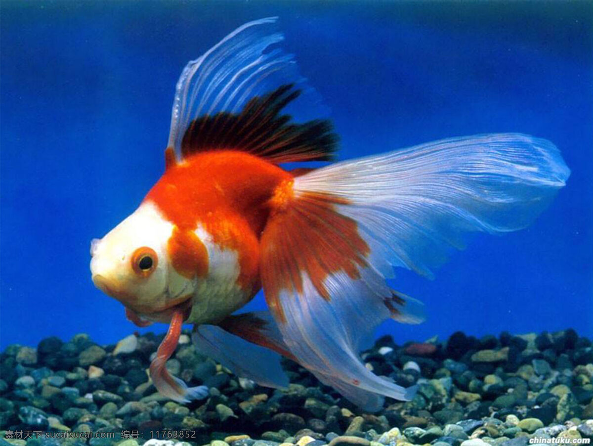 金鱼图片 金鱼 红色 鱼 水生动物 大鱼