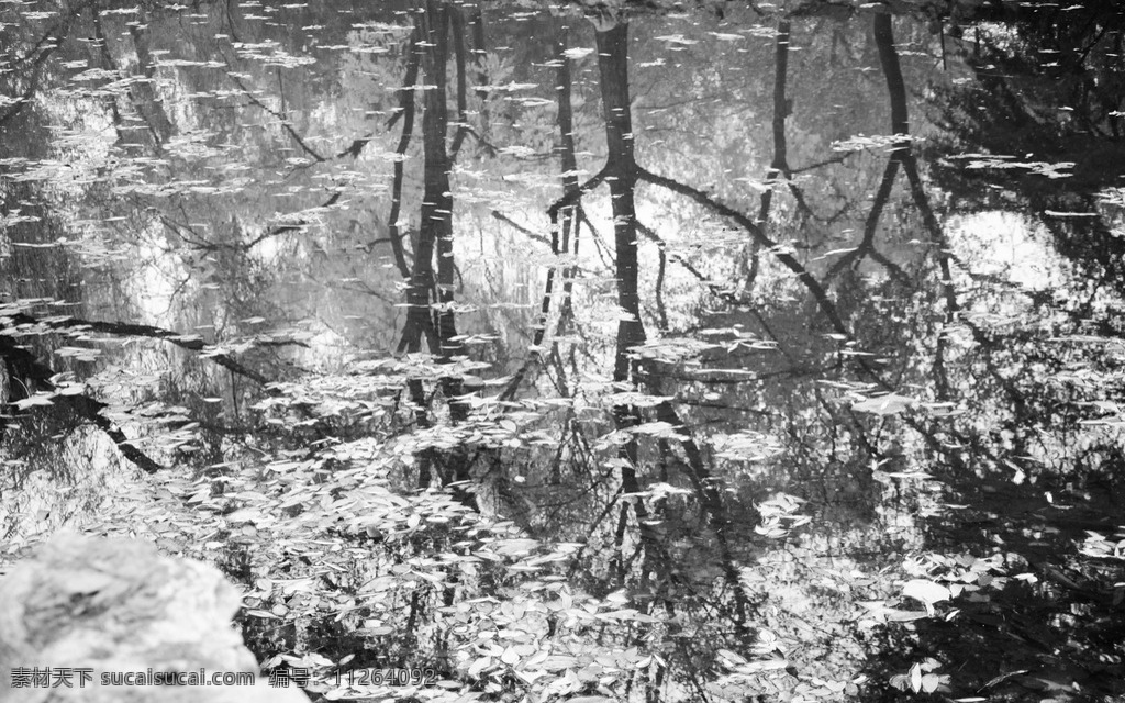 树的倒影 倒影 树影 水面 逆光 黑白摄影 自然景观 自然风景 风景 生物世界 树木树叶