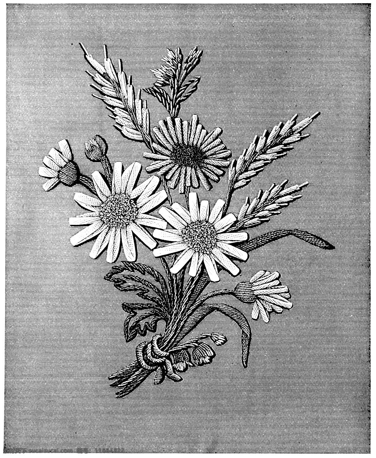 黑白 花边 植物 纹样 线条 花卉 服装边饰 刺绣 菊花 传统文化 文化艺术