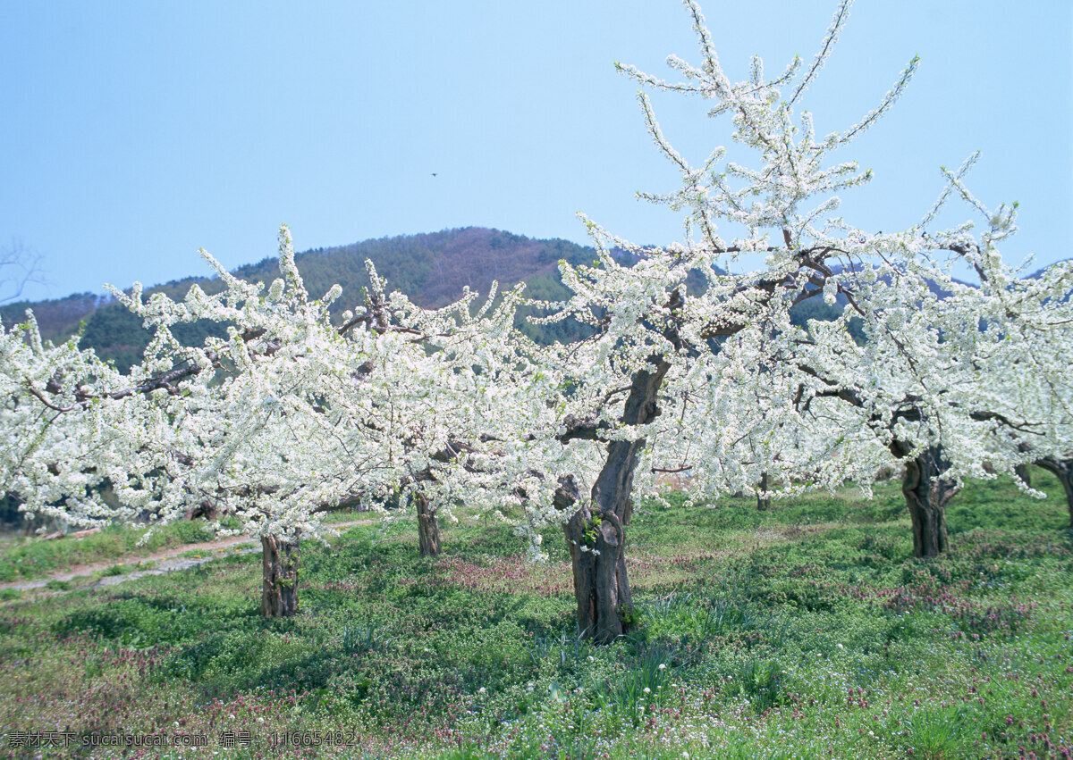 桃花 树 风景 美境 四季风景 自然 三月 桃花树 桃花盛开 山水风景 风景图片