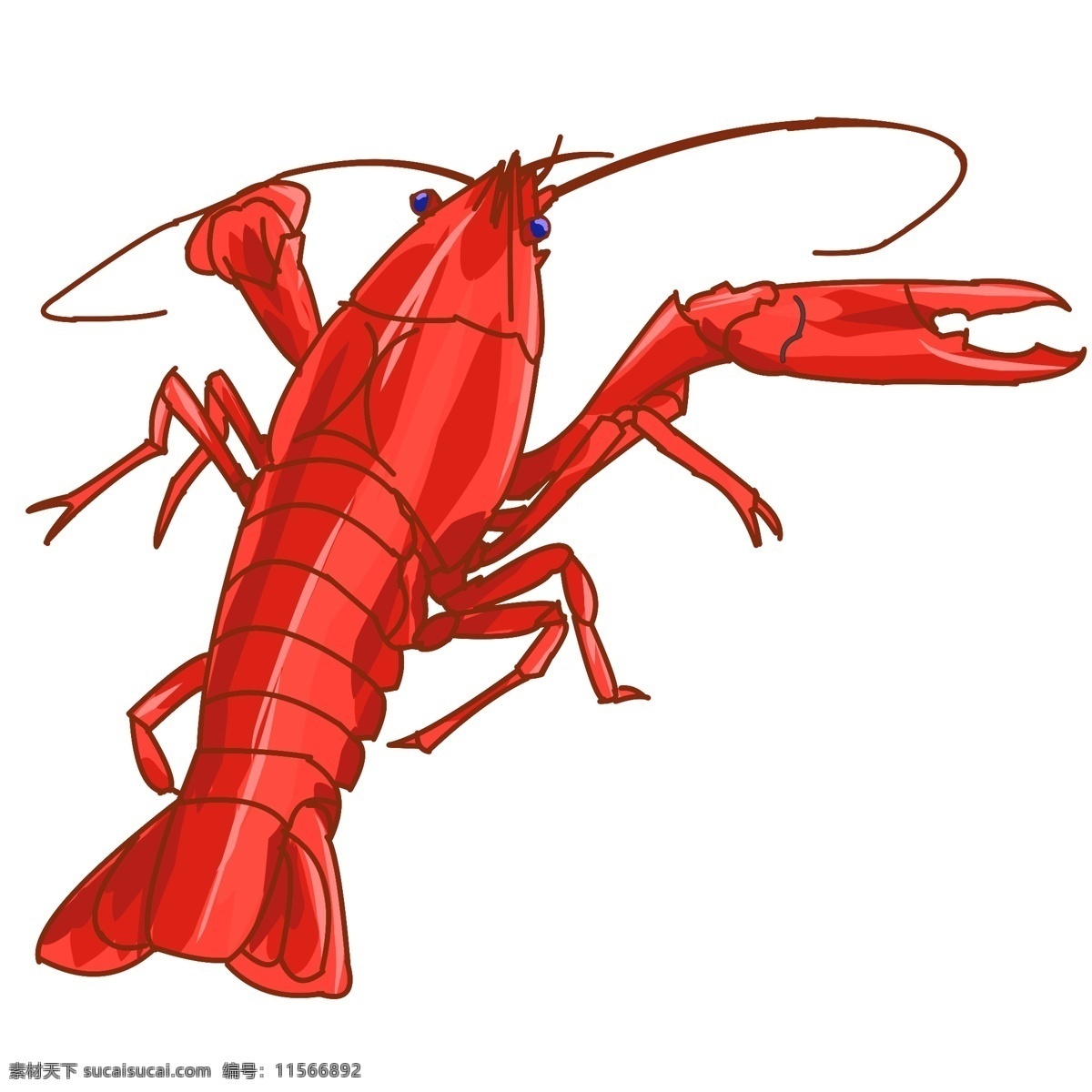 可爱红色龙虾 龙虾 水族馆 动物