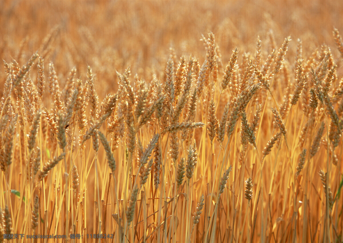 果实 秋天 摄影图库 网页背景图片 网页 背景 库 现代 现代下载 小麦
