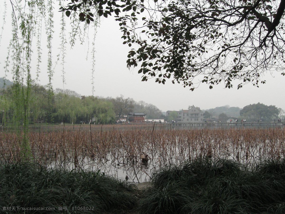 残荷免费下载 杭州 湖 绿色植物 树 树木 西湖 西湖风景 残荷 西湖风光 水 杭州西湖 风景 图 生活 旅游餐饮