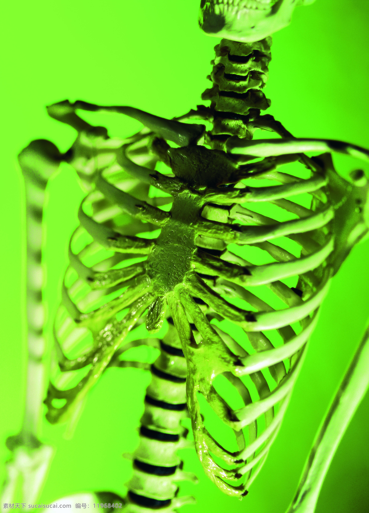 人体 器官 模型 医学生物 设计素材 其它插图 书画美术 绿色