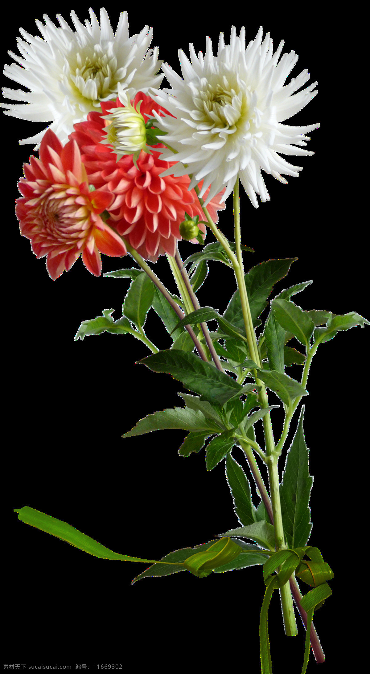 简约 素净 菊花 花束 透明 红色 白色 绽放 绿叶 透明素材 免扣素材 装饰图片