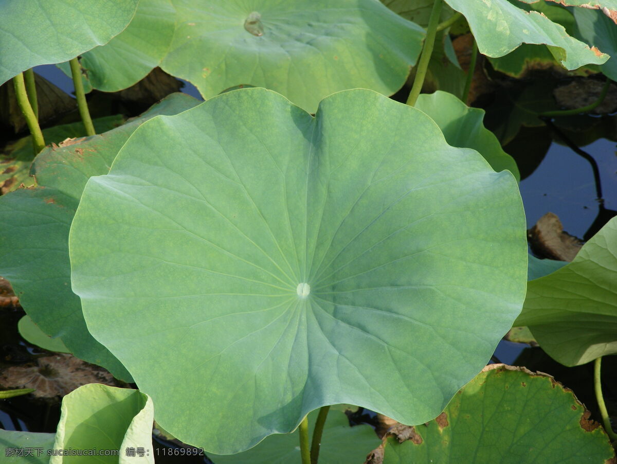 荷叶 叶子 藕 水 池塘 荷花 生物世界 花草