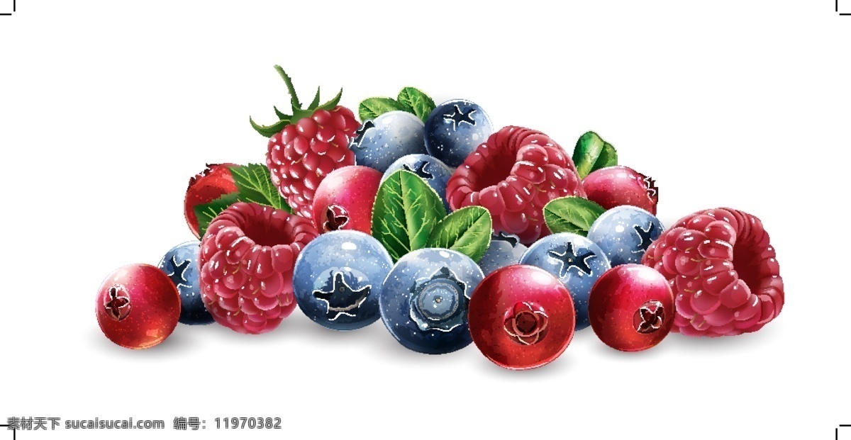 新鲜水果果粒 新鲜 水果 果粒 蓝莓 树莓 蔓越莓 浆果 立体 植物 生物世界